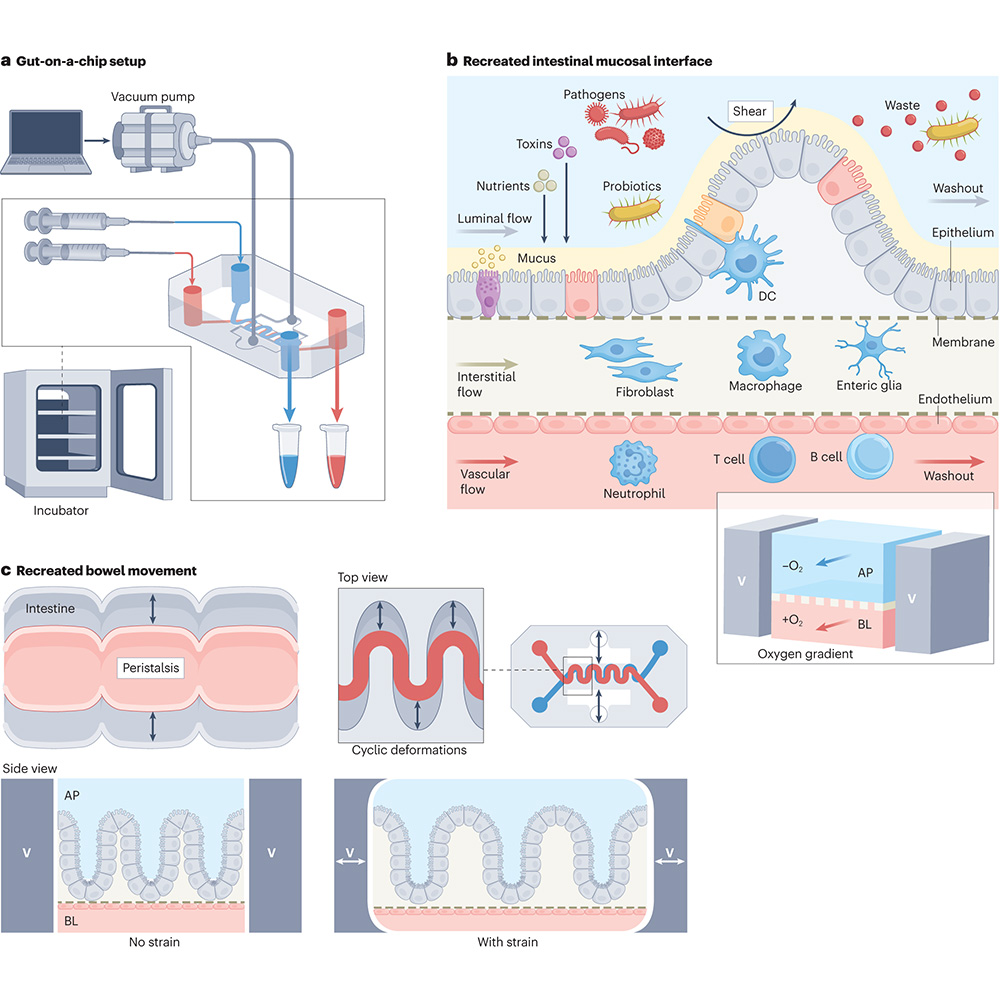A Review in <a href="/natrevbioeng/">Nature Reviews Bioengineering</a> discusses the design of human organ-on-a-chip platforms to model host–microbiome interactions in vitro and investigate microbiome-associated diseases as well as microbiome-mediated interventions. 🔒 go.nature.com/46zOxg3