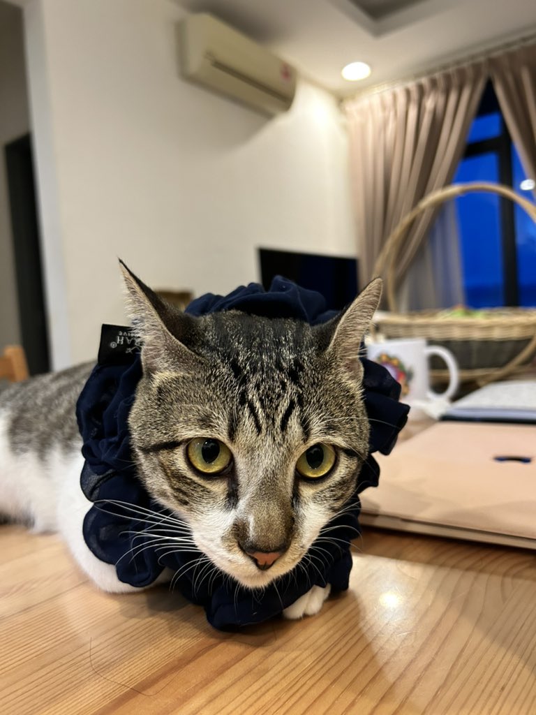 miraaaro's tweet photo. I love him https://t.co/XqHxI0zro8