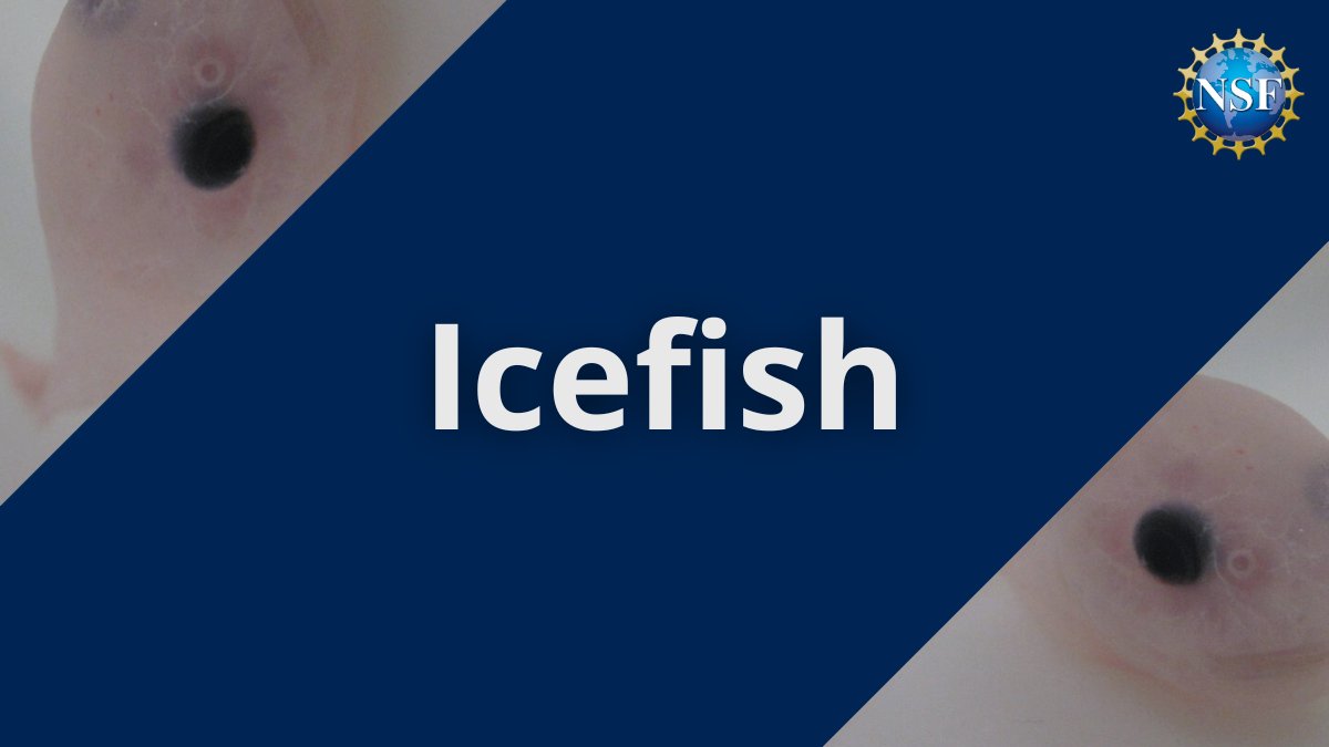 NSF's tweet photo. These unique fish found in Antarctica's Southern Ocean have ice ❄ in their veins.
Sort of.
They're the only vertebrates known to lack hemoglobin in their blood as adults. This makes their blood colorless!
https://t.co/NPstUnXUJM
#ScienceWord https://t.co/78ORTbAi6R