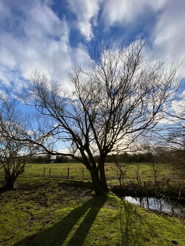 TreeServiceHull tweet picture