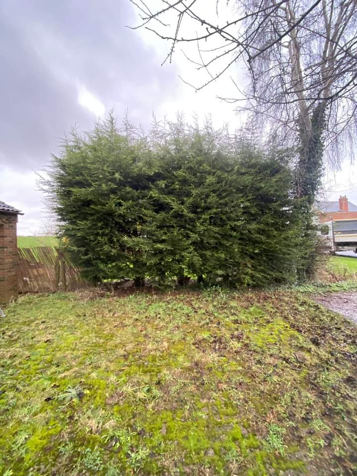 TreeServiceHull tweet picture
