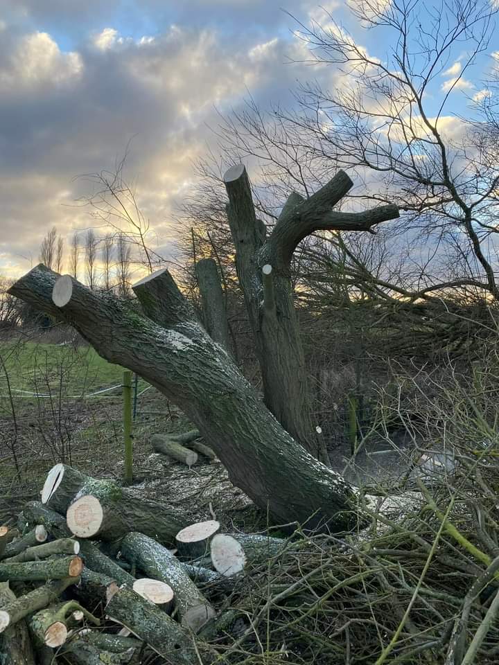 TreeServiceHull tweet picture