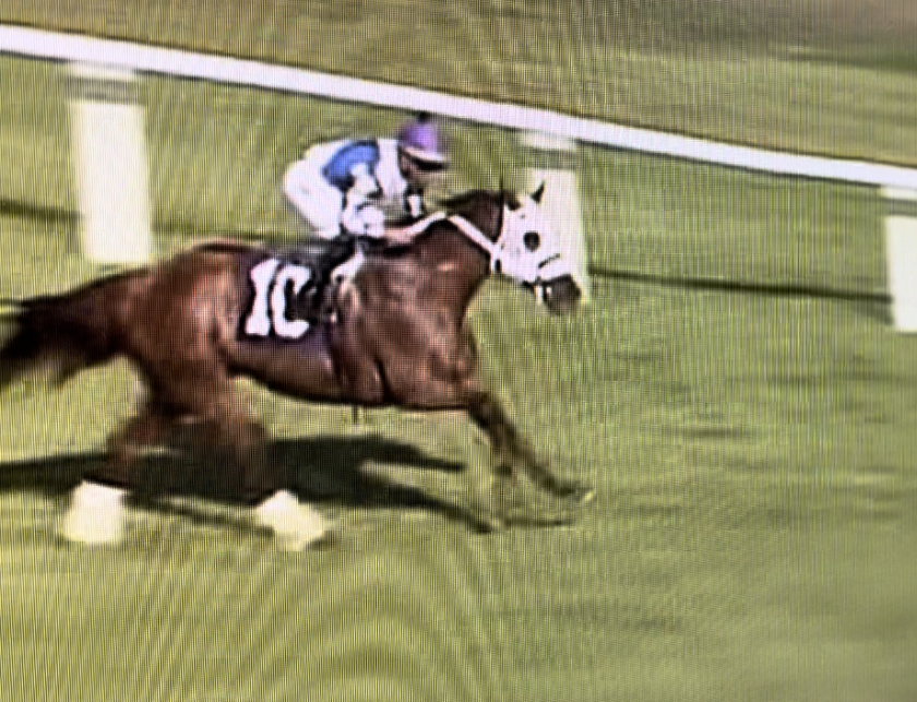TeamEquistaff's tweet photo. JANUARY 5, 2025 at Tampa Bay Downs: Crafty King raced his heart out and took the win in Race 8! #winnerscircle🏆
#equistaff #teamequistaff #florida #tampa #tampabaydowns https://t.co/tYH9xsTF60