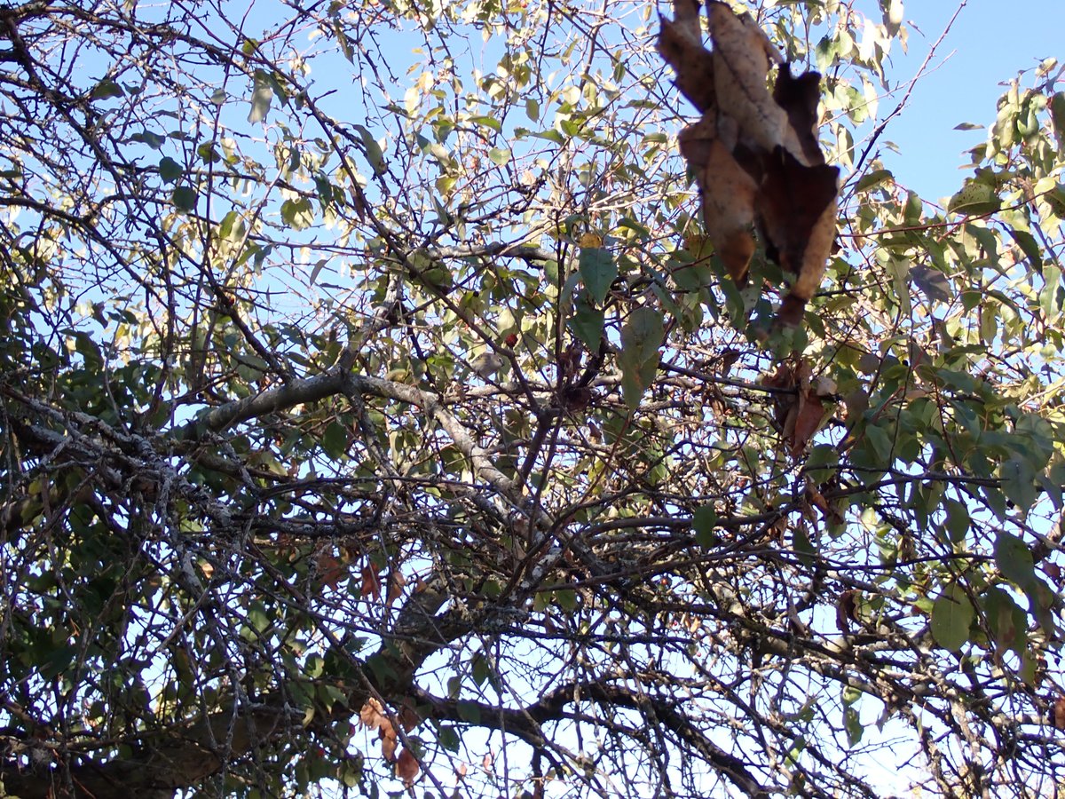 LaurieStrings's tweet photo. Find that bird
#FindThatBird https://t.co/mXFCoSJGR5