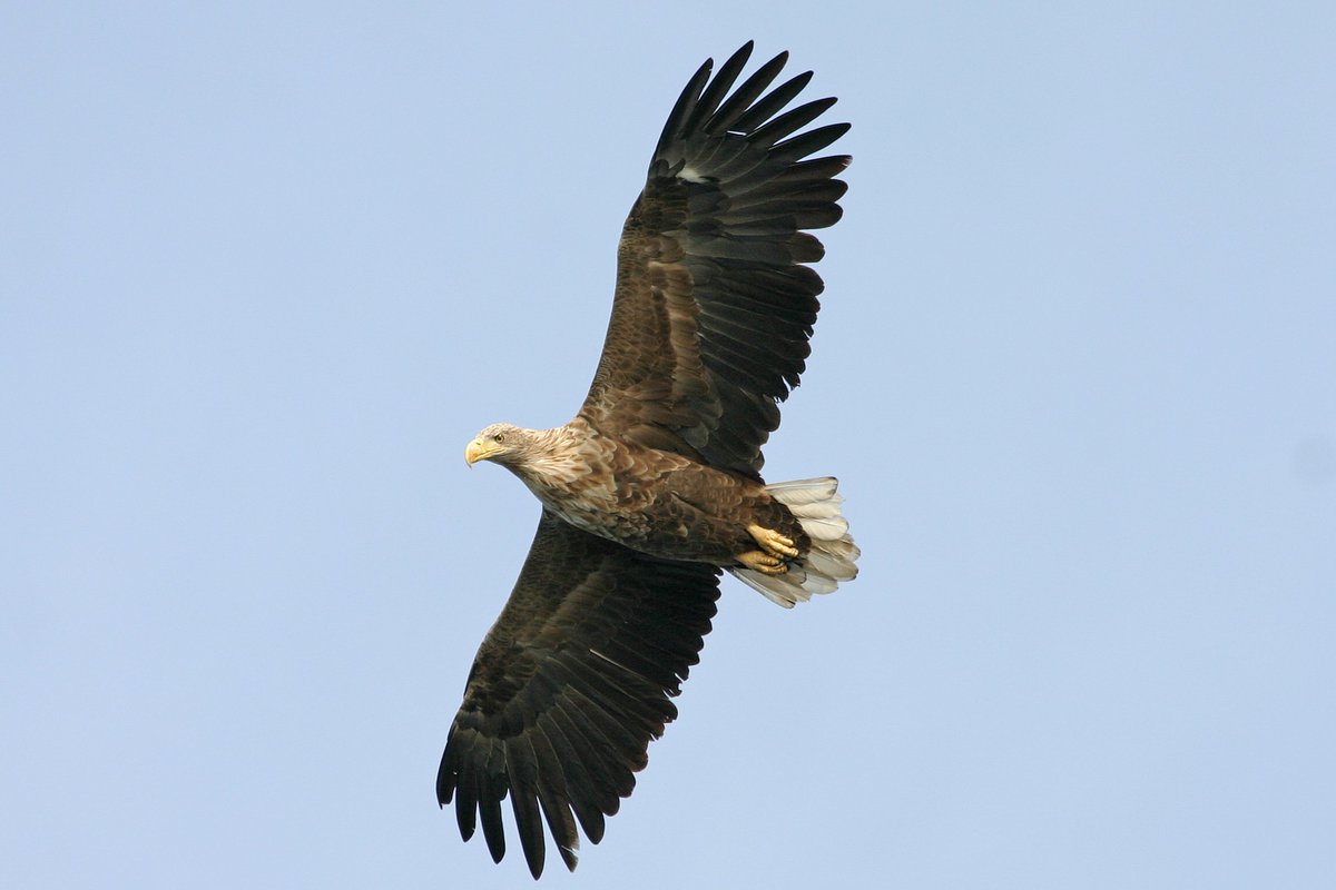 Every week we highlight an area that gets high ratings. This week Lower Oder Valley National Park, a rich breeding and wintering area for birds in Germany. @NABU_de @bund_net @Checanty @BMUV @nachbrandenburg @naturtrip @RiffBirds See for details and map Birdingplaces.eu/birdingplaces/…