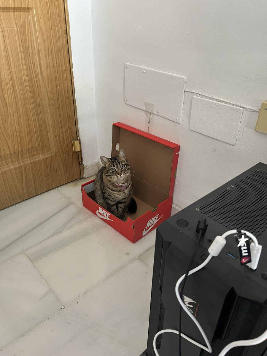 clj62's tweet photo. Gato gustar caja https://t.co/bZiKbJp0Yi