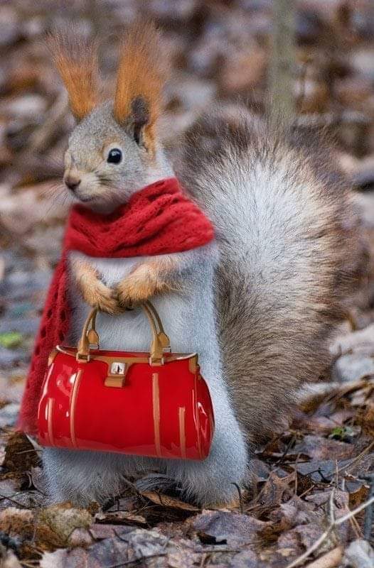 Today's best photo 💝💝

#foryou #FYP #squirrel #GoodEvening
#cr7 #LovelslandUK