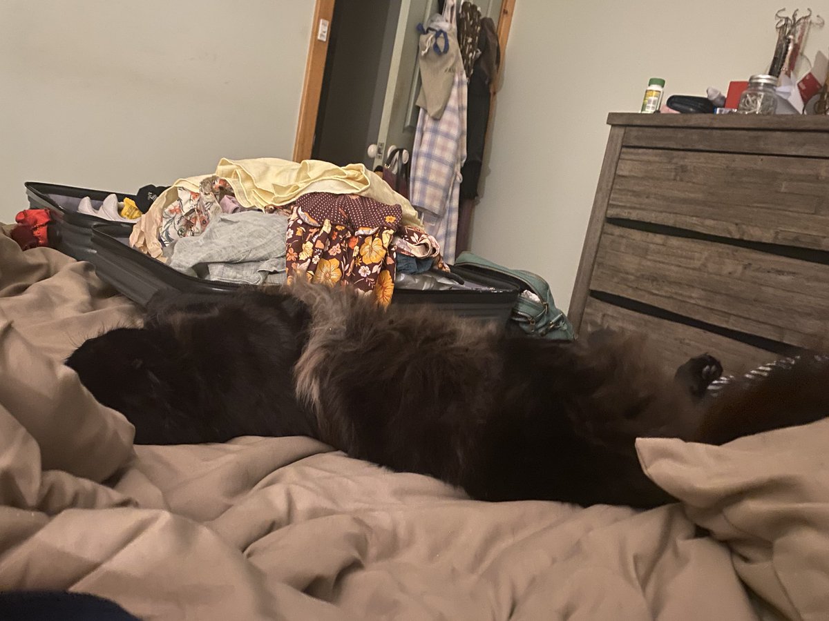 Cat got weighed today at the vet. 7.5kg. Very fine, long and muscular boi.