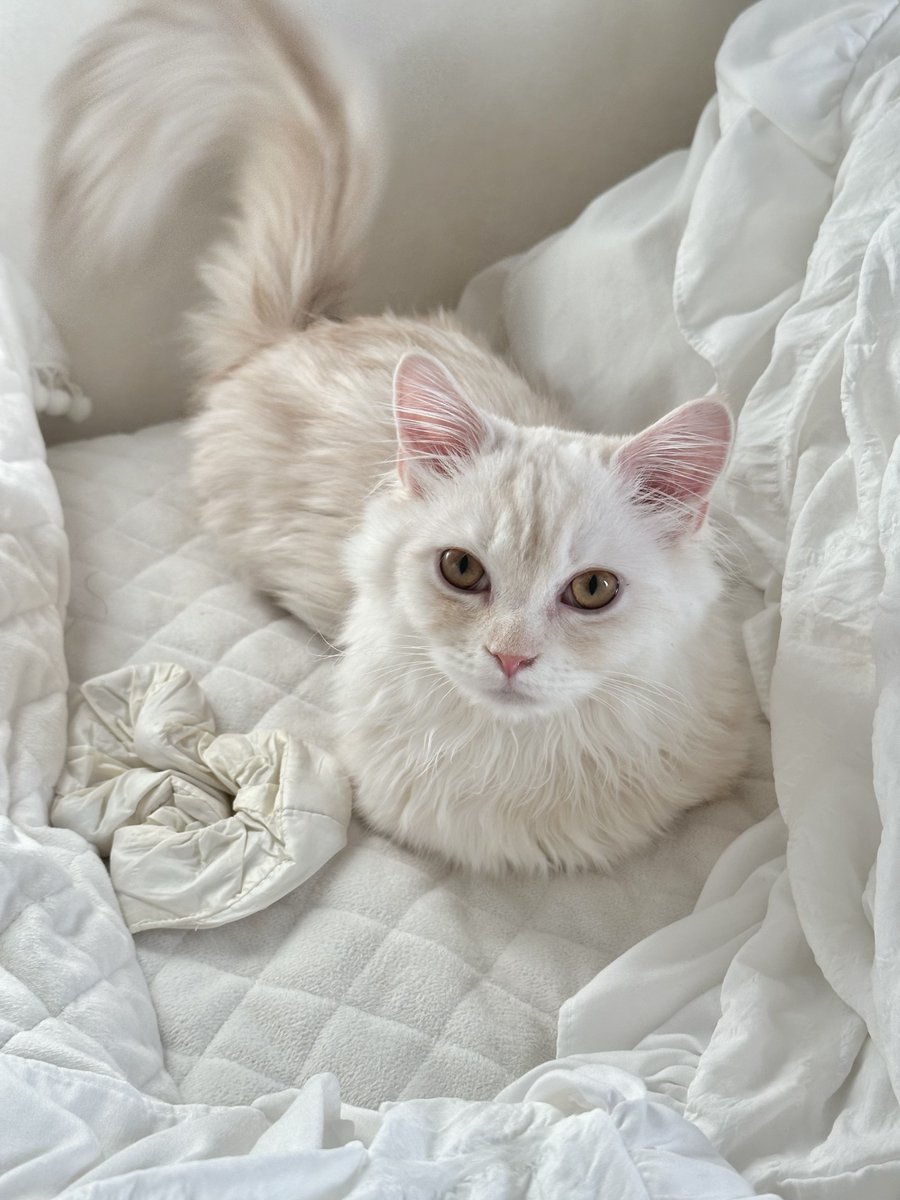 うちの子絶対に猫界隈のインスタでフォロワー50万いる。 https://t.co/o15wopmFzX