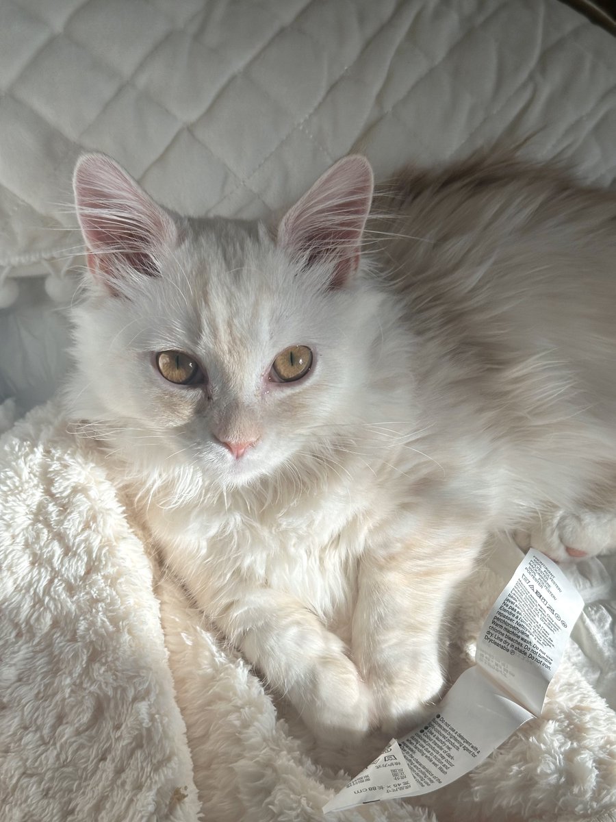 うちの子絶対に猫界隈のインスタでフォロワー50万いる。 https://t.co/o15wopmFzX
