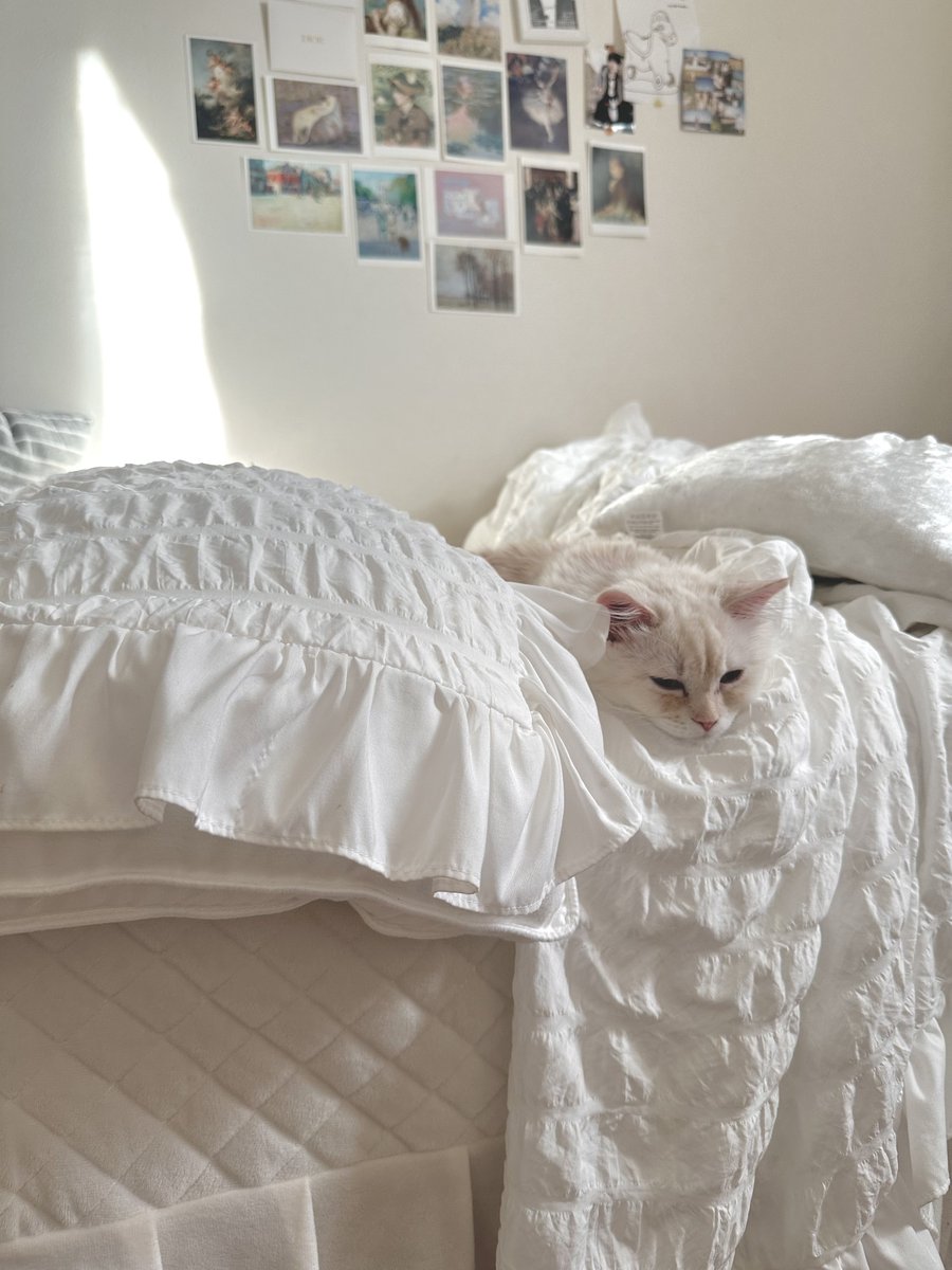 うちの子絶対に猫界隈のインスタでフォロワー50万いる。 https://t.co/o15wopmFzX
