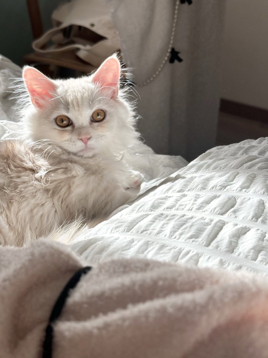 うちの子絶対に猫界隈のインスタでフォロワー50万いる。 https://t.co/o15wopmFzX