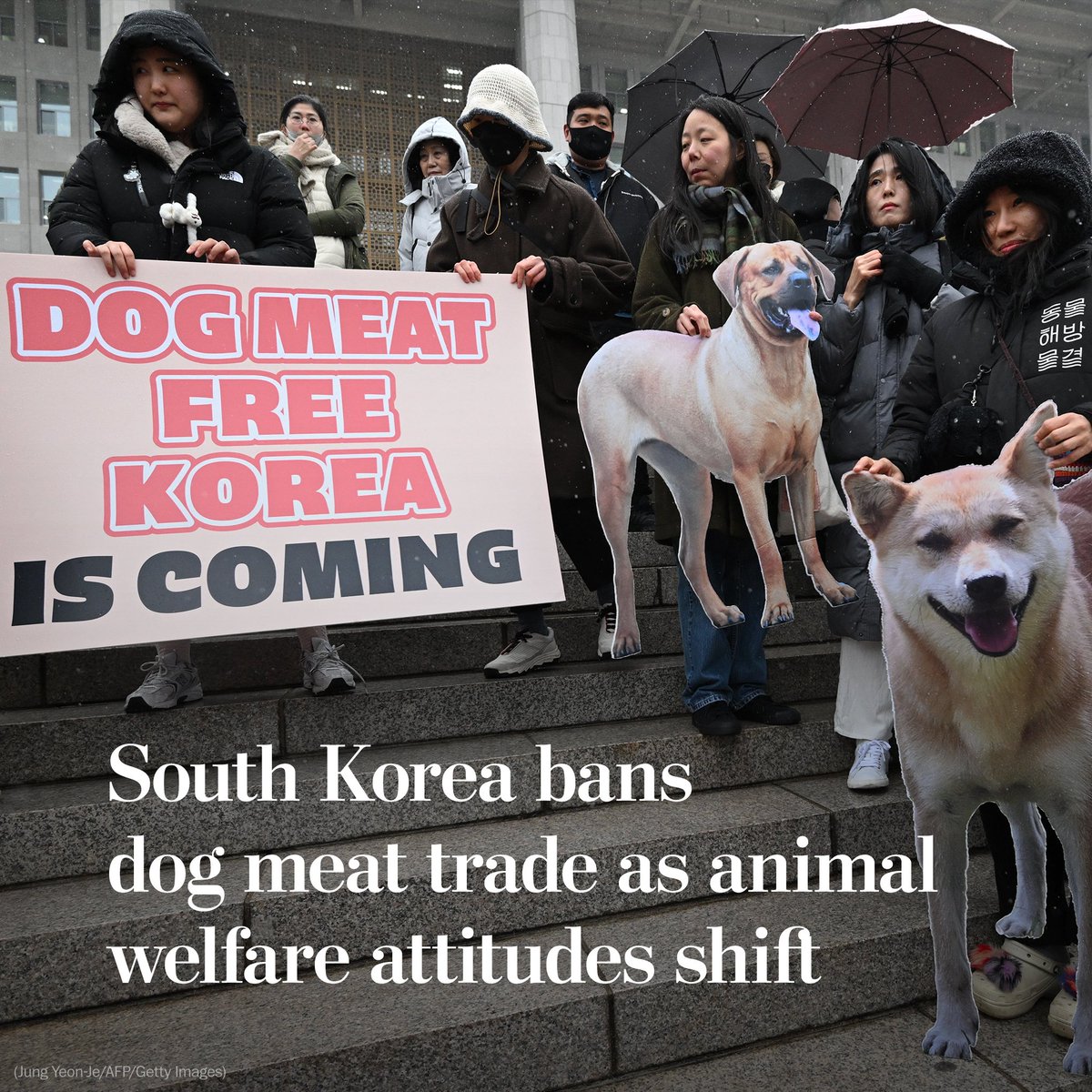 North Korea's parliament passed a bill on Tuesday to ban the eating and selling of dog meat 🎉🙌 The farmers' association said the ban will affect 3,500 farms, raising 1.5 million dogs and 3,000 restaurants. #dogsnews #dogmeat #dogmeatbanned