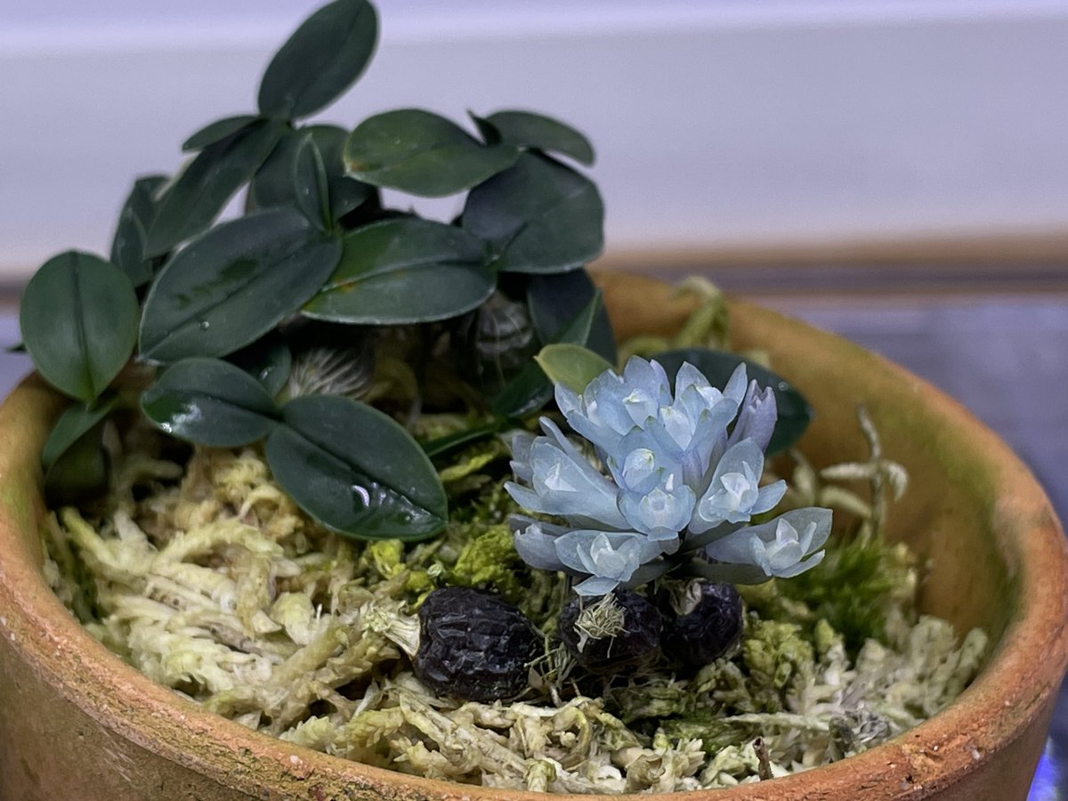 Den. leucocyanum 'Blue Fantasy' CBR/JOGA 意外や夏に入ってからが