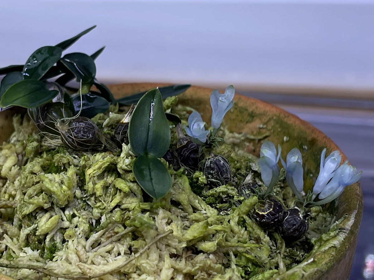 Den. leucocyanum 'Blue Fantasy' CBR/JOGA 意外や夏に入ってからが