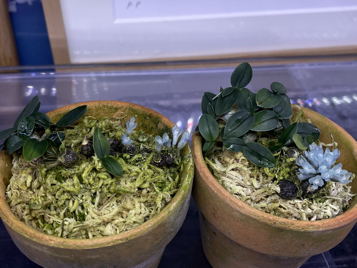 Den. leucocyanum 'Blue Fantasy' CBR/JOGA 意外や夏に入ってからが