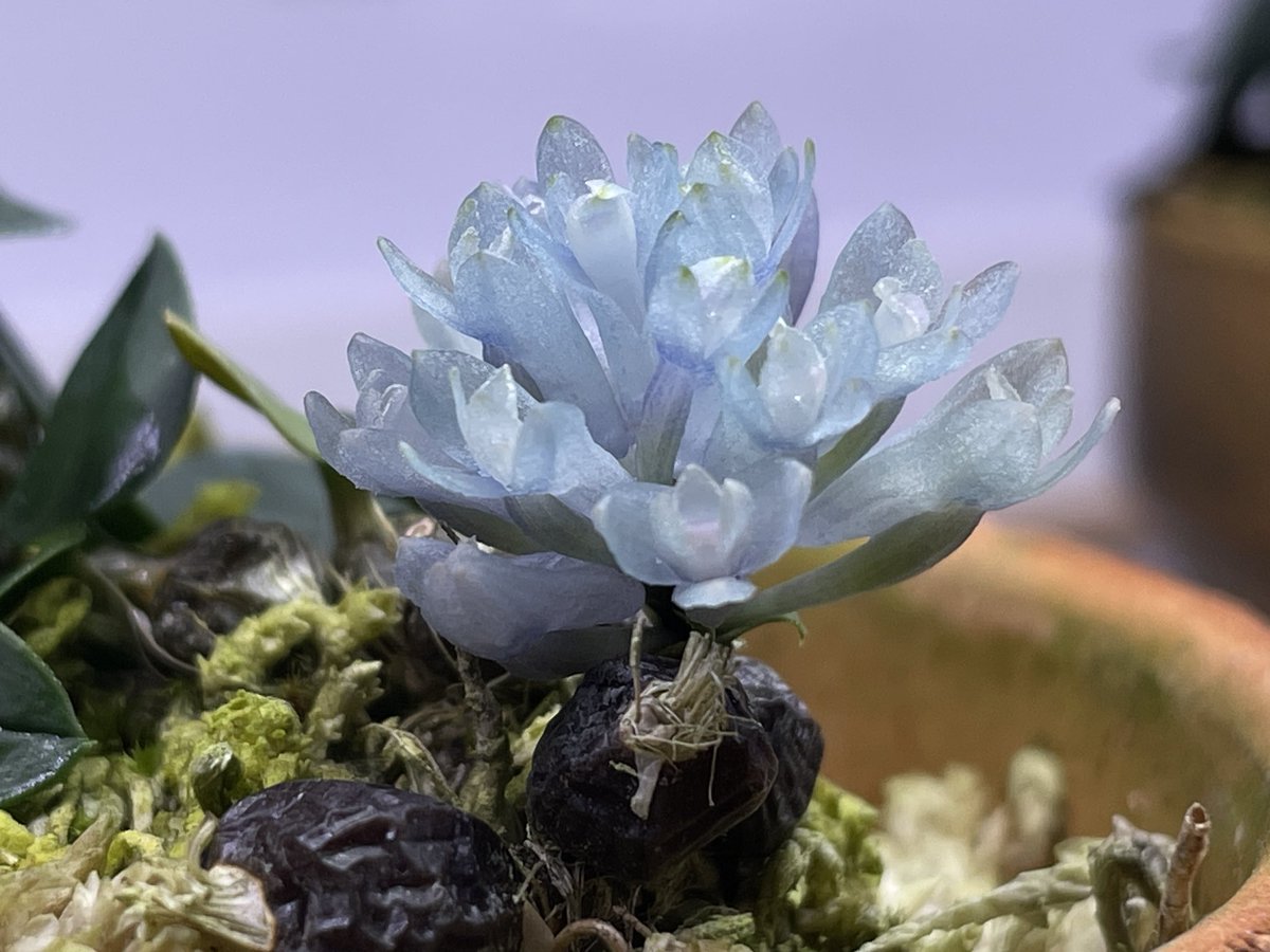 Den. leucocyanum・このまま発送 Yahoo!オークション - 【北軽ガーデン】 熱帯植物 Den.leucocyanum`Blu