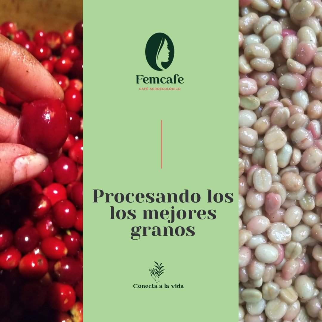 CafeFemcafe's tweet photo. Nos entusiasma procesar los mejores granos para ofrecerte un experiencia extraordinaria al probar nuestra selección de cafés.

Gracias por acompañarnos en esta maravillosa aventura. Pedidos al 📞 https://t.co/hado8rm9gL

#Femcafe #CafeAgroecologico #CafeCampesino #CafeFeminista https://t.co/eaxGEuez0q