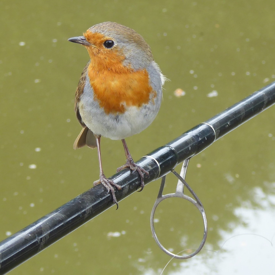 Congratulations to this month's #snappybeaks winner Tanya Wightman 📸 Wouldn't we all love a little robin friend to watch us fishing?

#Didyouknow both male and female robins hold their own territories during winter and sing the same song as each other all winter long.