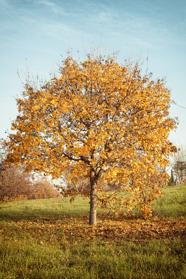 CertTreeCareATX's tweet photo. Winter is harsh on trees! 🌬️ Ensure their health with our winter tree care services. Contact us today 1-800-609-2358! 🌳 #CertifiedTreeCare #WinterTreeCare https://t.co/E24wGYtCSL