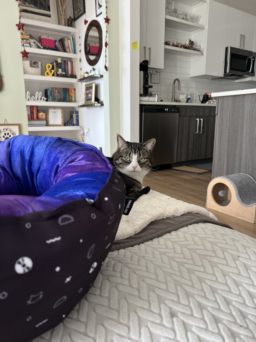 luna is very wary of her new @holotaco x @yourcatbackpack cat bed 😂 | i’m sure she’ll learn to love it - it’s much more ☁️✨ fluffy ✨☁️ than her old bed! and the gradient is a VIBE, obvs. @nailogical