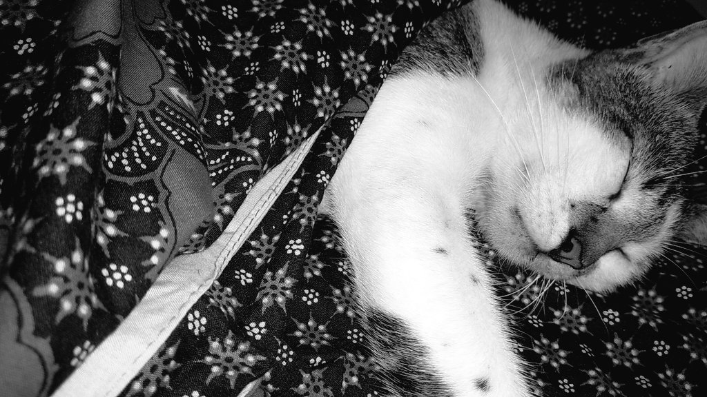 halimayrhmn's tweet photo. pertama kalinya melihara kucing 2020 gue kasih nama mochi, beberapa hari lalu mochi ditabrak sama motor terus ditinggal kabur gitu aja, ditemuin tetangga terus di kuburin, baru tadi pagi dikasih tau ke gue karna yang tau mochi sepupunya dan mochi juga ga pake kalung. https://t.co/M4WLHFBvSb