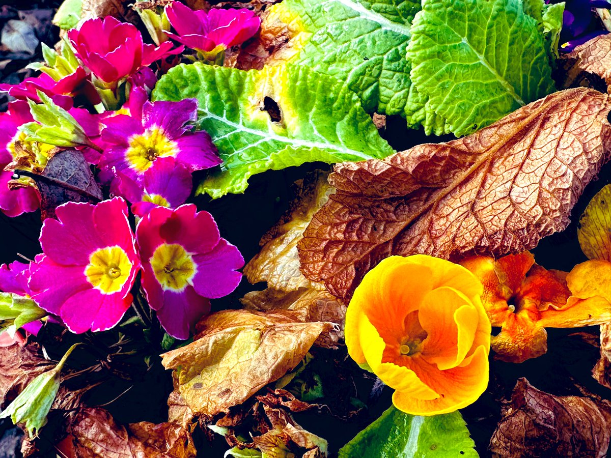 10 minute nature break 🌺 
Fast charge 🔋💚💛🩷🔋 

#flowers #NaturePhotography #WellbeingWednesday #WorkHard #PositiveVibesOnly