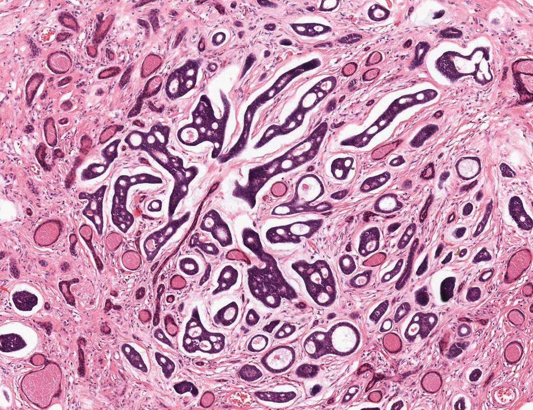 Virtual Pathology at The University of Leeds tweet media