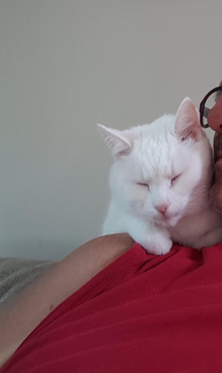 marcelvo21's tweet photo. Wij zijn een soort tweeeiige eenling geworden...mijn kleine Loes ligt zo graag bij me😊 @Cats #CatsOfTwitter https://t.co/uIIrCbT9wJ