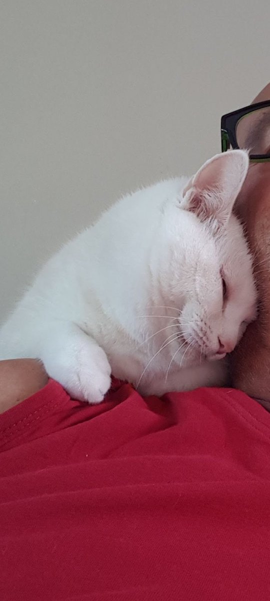 marcelvo21's tweet photo. Wij zijn een soort tweeeiige eenling geworden...mijn kleine Loes ligt zo graag bij me😊 @Cats #CatsOfTwitter https://t.co/uIIrCbT9wJ