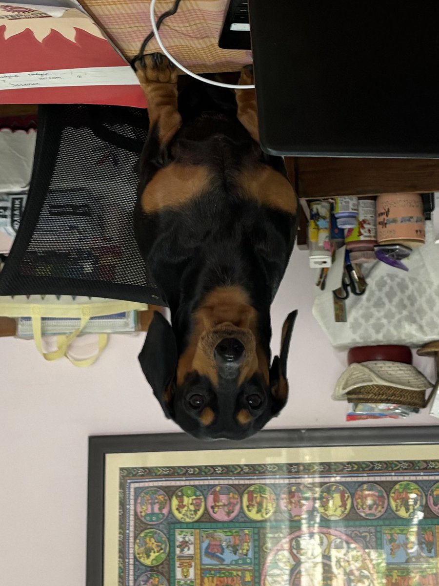 LuckysLife3's tweet photo. Frens, is you upside down or is me upside down ? 🦴🐾🙃🐶#dog #dogs #dachshund #Dachshunds https://t.co/7McIGCELqa