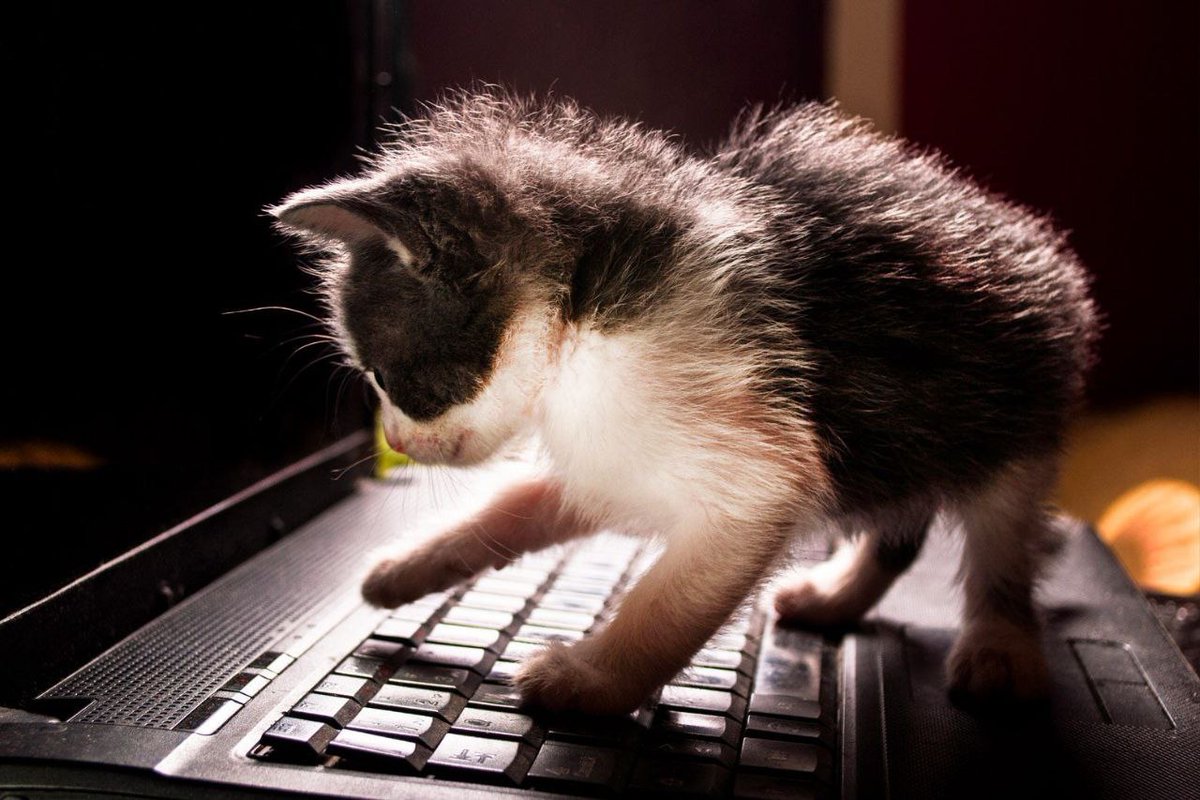 dingertoken's tweet photo. We're excited to announce that after preliminary investigation, the internal development and QA teams from #DingerLabs have identified the #SEC hacker.
The hacker in question goes by the name "Cream Puff", and is known for previously hacking IBM servers, the Nigerian Agriculture Ministry, as well as my geography paper.
Don't worry Gary, we got them!
#SECyberOops #WhosWatchingTheWatchmen #SECGovHack
