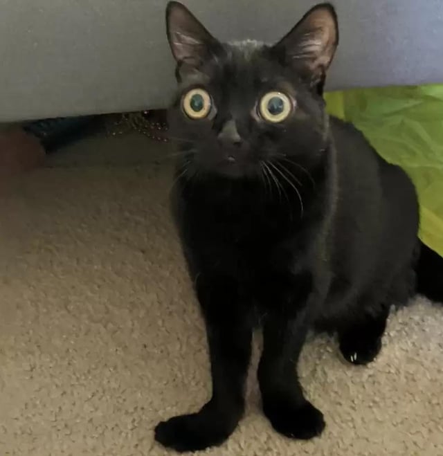 C0FFEEMAGE's tweet image. 