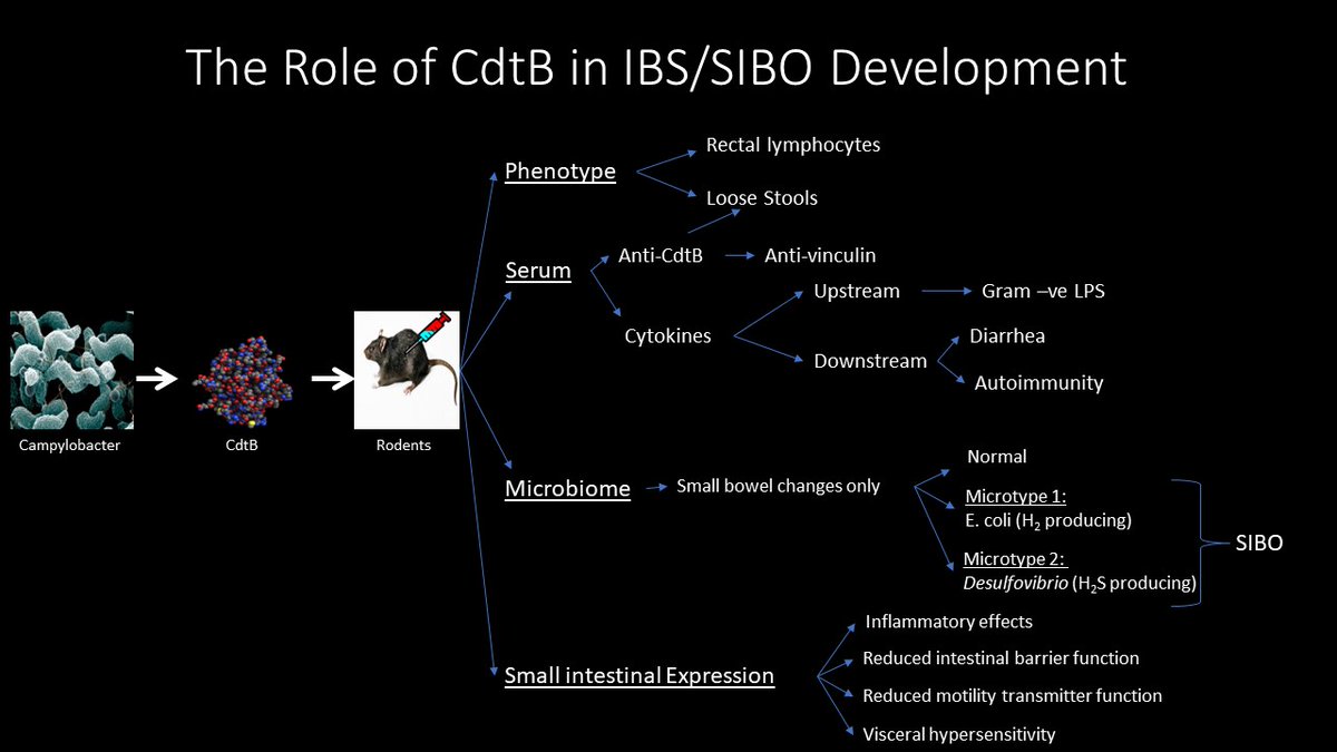 At the beginning of 2024 we now have a really good understanding of how IBS develops from food poisoning and CdtB toxin. Just wait till you see how we fix it in this model (study is done and being published now).