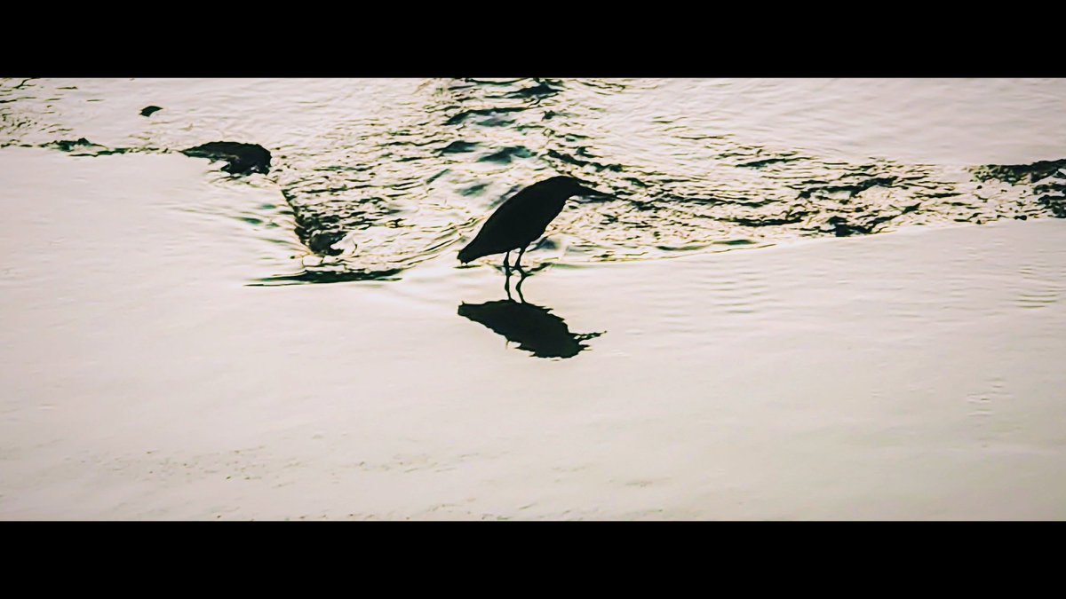 ✶
「夜鷺🐦 Black-crowned Night Heron」
-
#nightheron #birdphotography #bird 
-
#写真好き #カメラ好きな人と繋がりたい #光と影 #写真好きな人と繋がりたい #カメラ女子 #ファインダー越しの私の世界 #夜鷺