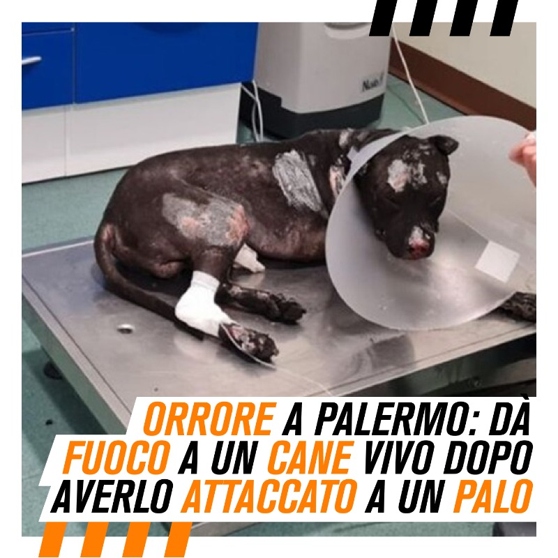 LAV_Italia's tweet photo. 🔴Orrore a Palermo: lega il cane al palo e gli dà fuoco.

Ora Aron lotta tra la vita e la morte. Abbiamo chiesto la sua custodia per tutelarlo.

@CD_giustizia approvi proposte di Legge per inasprire pene e rendere più efficaci norme per perseguire i reati contro gli animali!👇