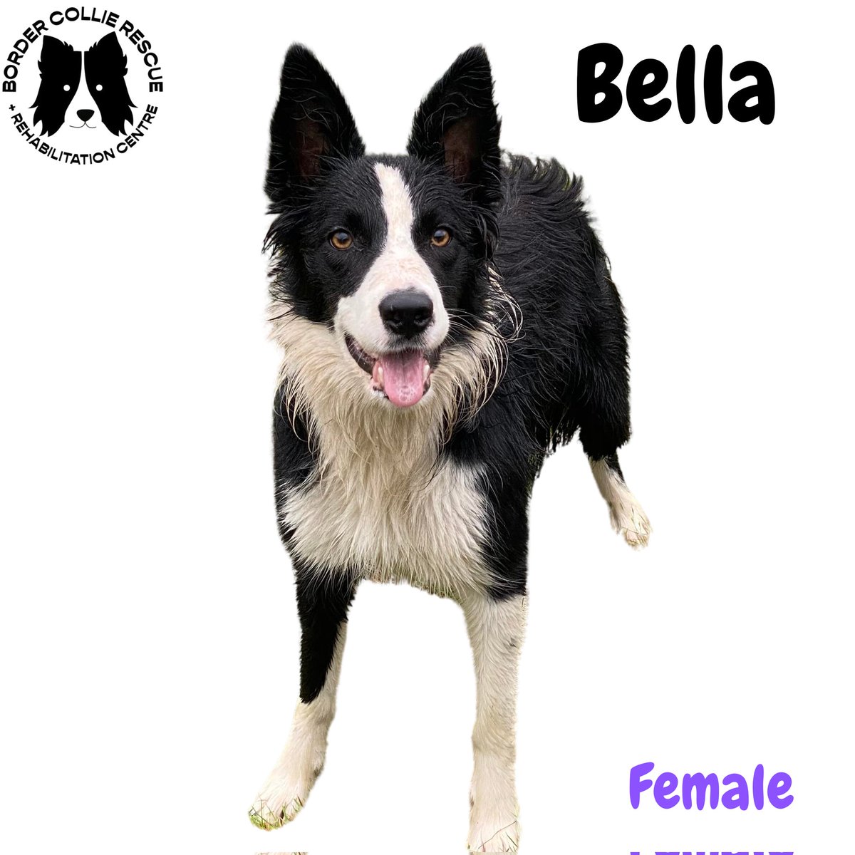 🖤AVAILABLE FOR ADOPTION🖤 Bella is around 14 months old. She's a busy little girl and loves her ball (no surprises there!). She's neutered and we think she might like agility. She's a lovely girl looking for a collie experienced home. Please RT 🙏