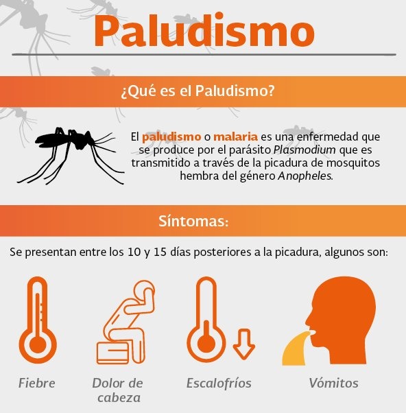 hosmilmarfv's tweet photo. El paludismo, también conocido como malaria, es una enfermedad que se produce por el parásito Plasmodium. https://t.co/ypyXp9AOrs