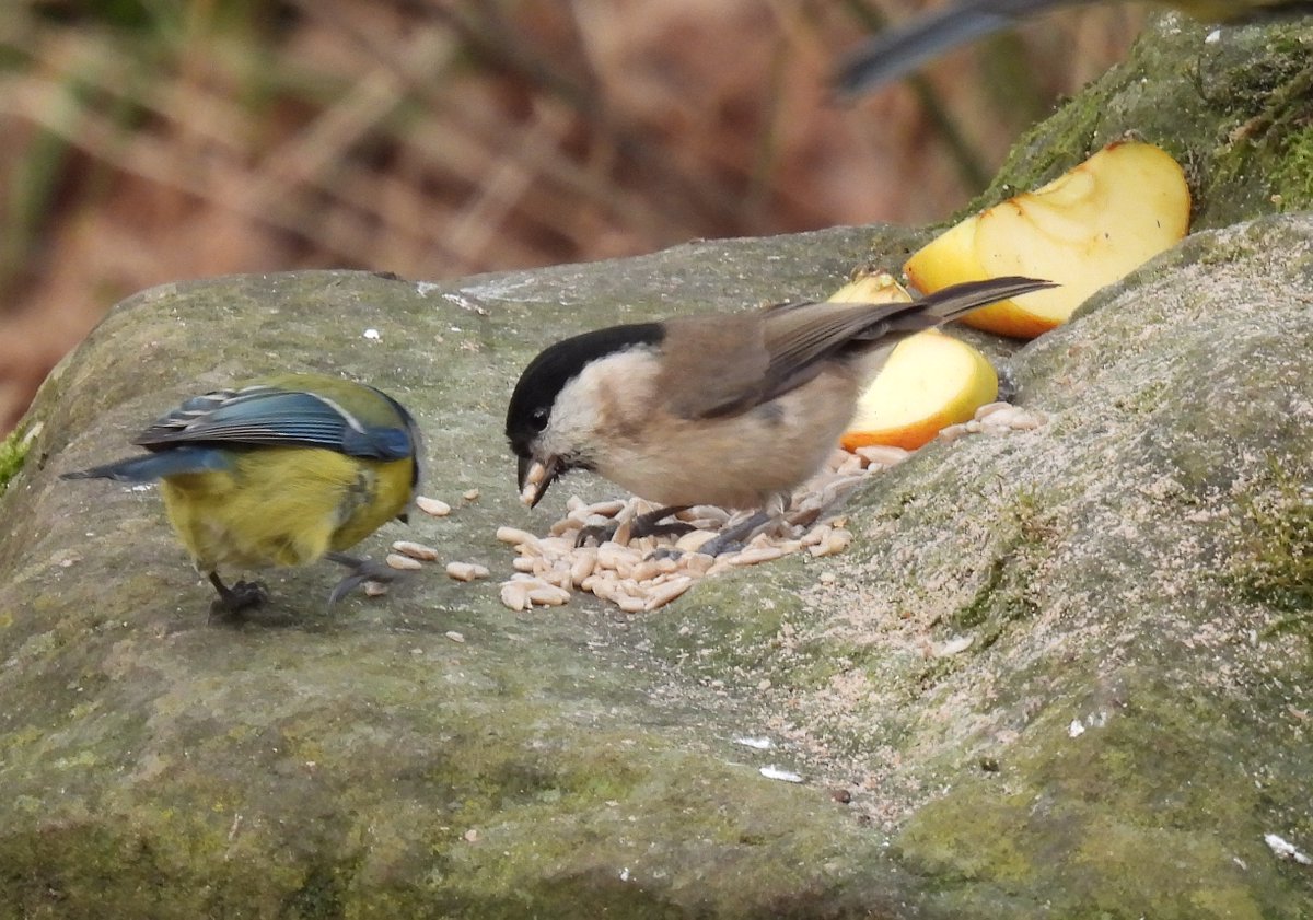 A great trip around FoD with <a href="/pauldmasters/">Paul Masters</a> most targets got. 7 year ticks, Crossbills abundant in the Crabtree/Serridge area. Frustrated by an unseen calling Goshawk. Bramblings, Hawfinches, Redpolls all seen. Finished with @danwatsonbirder's Waxwing as we were close. #GlosBirds