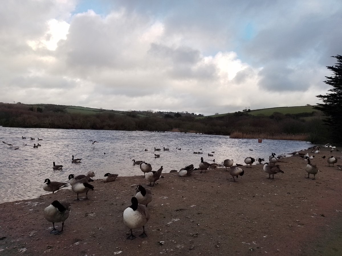 Par  Bay - 6 G.Northern Diver, 30+ Common Scoter, 2 Great-crested Grebe,  1 Dark-bellied Brent, 1 Kingfisher, 2 Shelduck &amp; 4 Eider. Par Beach Pool area - 2 Water Rail &amp; 1 Firecrest. Polmear Stream - 1 Siberian Chiffchaff. #pwc2024 <a href="/PatchBirding/">Patchwork Challenge</a>  <a href="/WiderscopeDanny/">Danny the Pirate Widerscope</a> <a href="/cornishbirder/">Geoff Barter 〓〓🇪🇺</a>