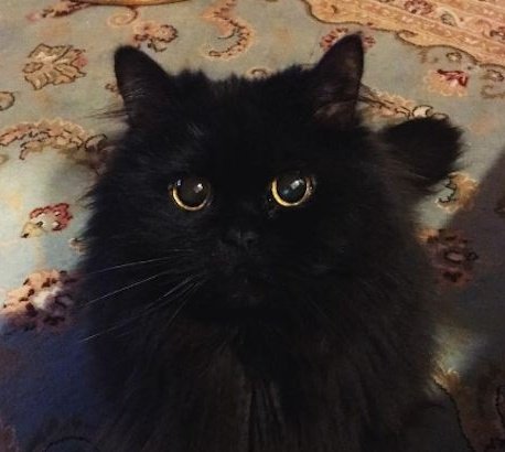 dailytaehyunie's tweet photo. 🐈‍⬛ ˚｡⋆ https://t.co/XqMiyKxDKu