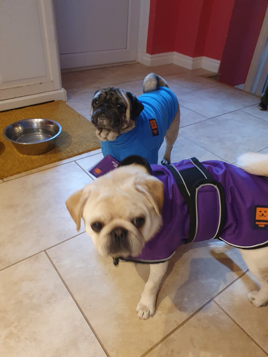 joevansstc's tweet photo. @PugBrigadier Matching coats - being a bit more appreciated in this cold snap. Thanks for the recommendation @GingerTedUK https://t.co/F8YiND28gO