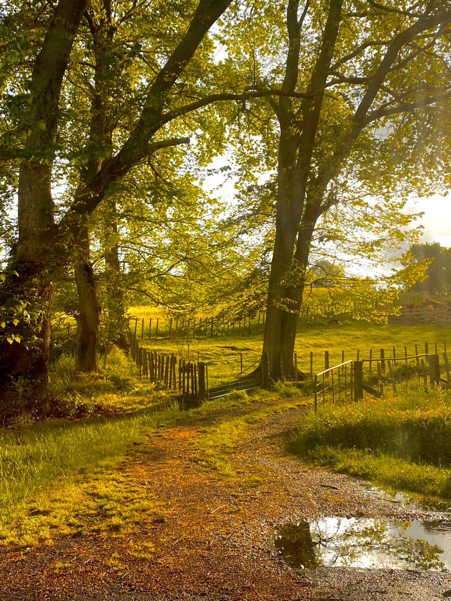 𝕵𝖆𝖓𝖊 (@greendreamvibes) on Twitter photo 