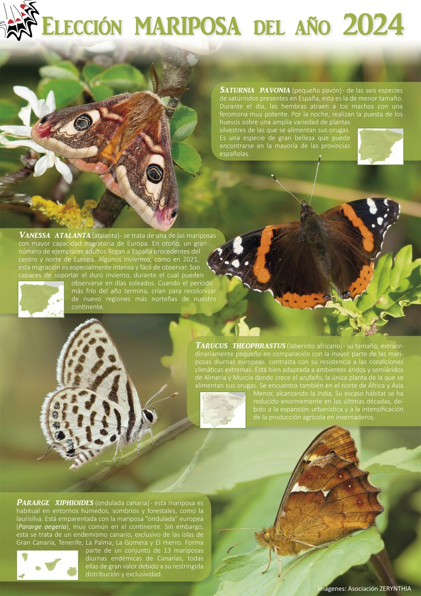 Arturolarena's tweet photo. Cuatro #lepidópteros optan a convertirse en la “#MariposaDelAño 2024” en España https://t.co/hQJX3IIcV5 @asocZERYNTHIA 
Enlace para votar en la noticia en @EFEverde https://t.co/GtEDC0siGh