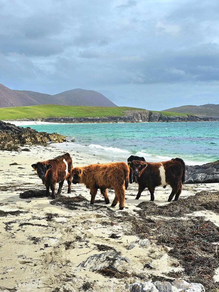 How cute are these wee guys?! Crofting is a big part of life in the islands and has shaped islanders' way of life for centuries. Want to find out more? Head to visitouterhebrides.co.uk 📸: @laurene.r #visitouterhebrides #hebrideanway