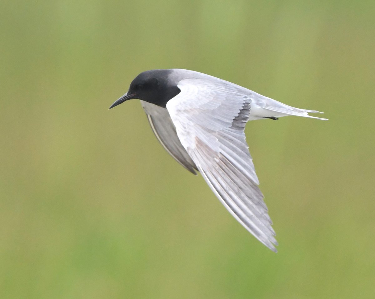 Jeremy Cohen, PhD tweet media