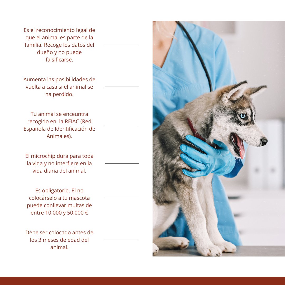 ColegioCorvet's tweet photo. LA IMPORTANCIA DEL MICROCHIP ✅
Después de las adopciones navideñas, os recordamos la responsabilidad que supone tener un animal de compañía y la necesidad de ser responsables desde el primer día.
Os dejamos algunas claves del por qué es fundamental.
#colvet https://t.co/EA97enCqif