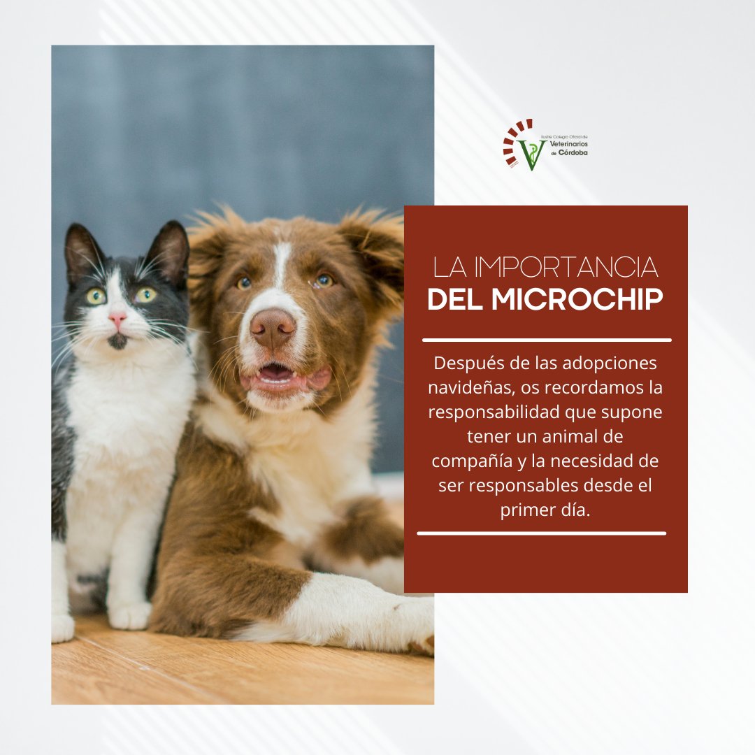 ColegioCorvet's tweet photo. LA IMPORTANCIA DEL MICROCHIP ✅
Después de las adopciones navideñas, os recordamos la responsabilidad que supone tener un animal de compañía y la necesidad de ser responsables desde el primer día.
Os dejamos algunas claves del por qué es fundamental.
#colvet https://t.co/EA97enCqif