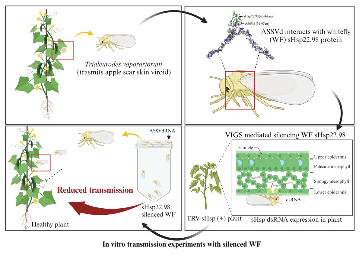 🏆 Editor's Choice Article‼️Chaudhary et. al.'s paper delves into viroid #transmission via vector #proteins. Discover the vital role of sHsp22.98 in ASSVd transmission.

💡Read more: mdpi.com/1999-4915/15/1…