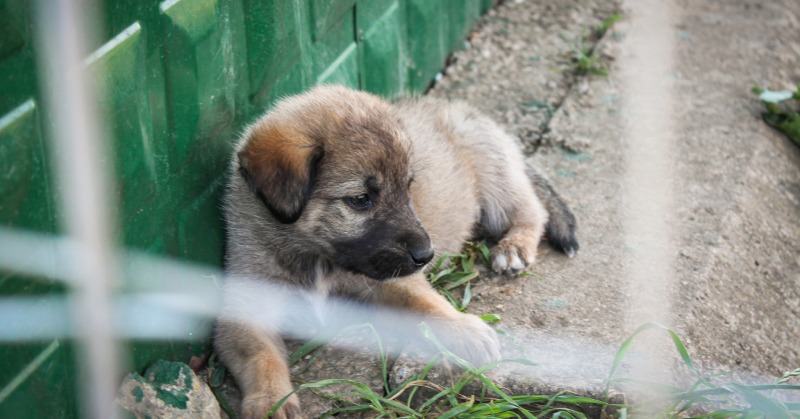 LAV_Italia's tweet photo. La Corea del Sud vieta la carne di cane: fino a 3 anni di reclusione per chi alleva🐶

La Legge può essere un segnale per altri paesi dell’Estremo Oriente in cui la carne di cane (e di gatto) viene ancora consumata.

Primo grande risultato di battaglie animaliste durate anni!👇